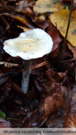 Stropharia caerulea