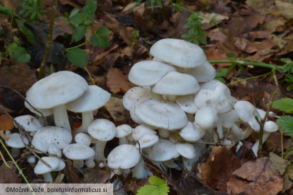 Leucocybe connata