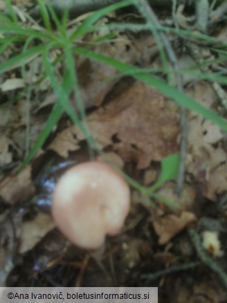 Russula vesca