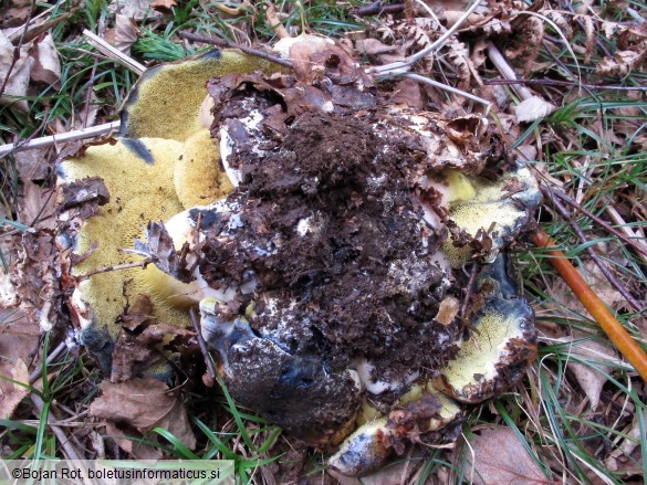 Cyanoboletus pulverulentus