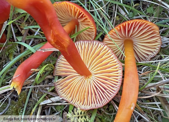 Hygrocybe coccinea