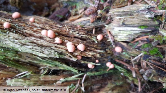 Lycogala epidendrum