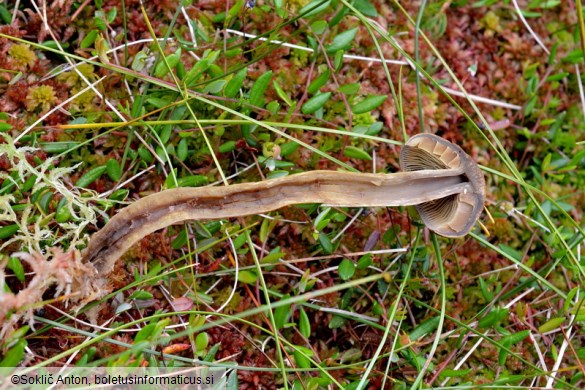 Cortinarius chrysolitus