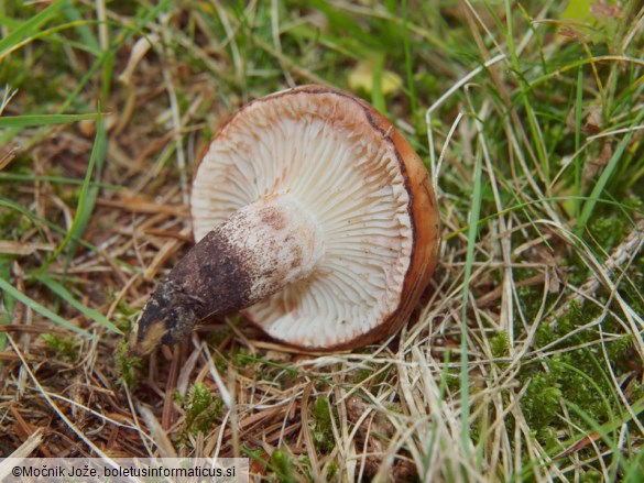 Gomphidius maculatus