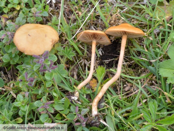 Agrocybe ochracea