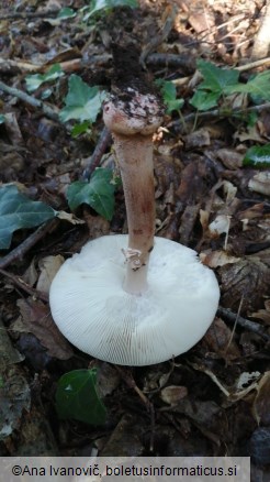 Amanita rubescens