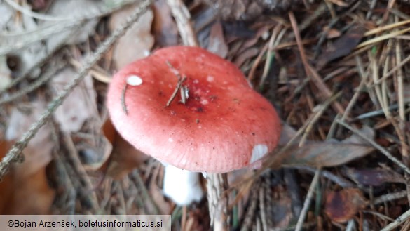 Russula emetica