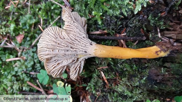 Cantharellus tubaeformis