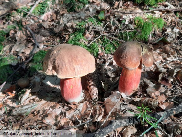 Neoboletus erythropus