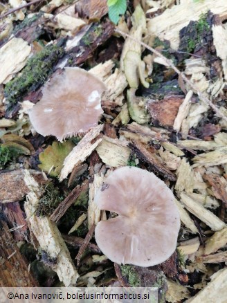 Pluteus cervinus