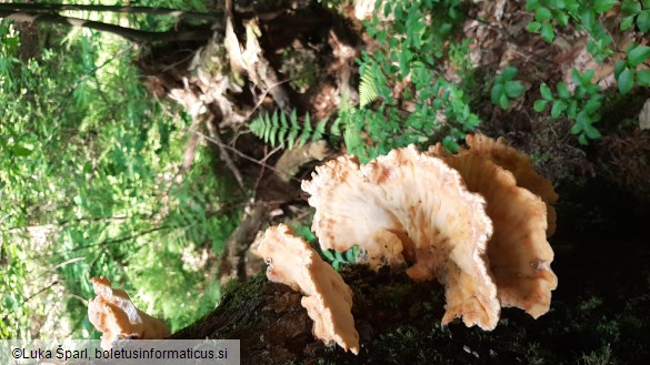 Laetiporus sulphureus