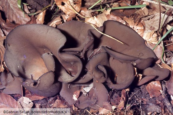 Phylloscypha phyllogena