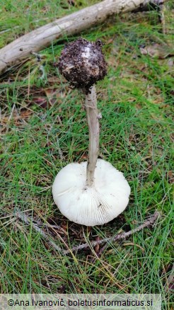 Amanita porphyria