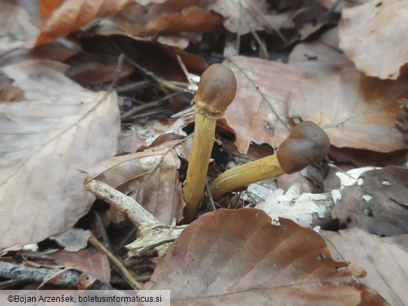 Tolypocladium capitatum