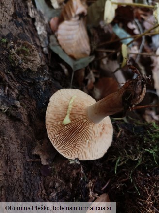 Lactarius chrysorrheus