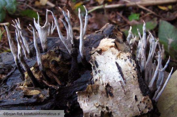 Xylaria hypoxylon