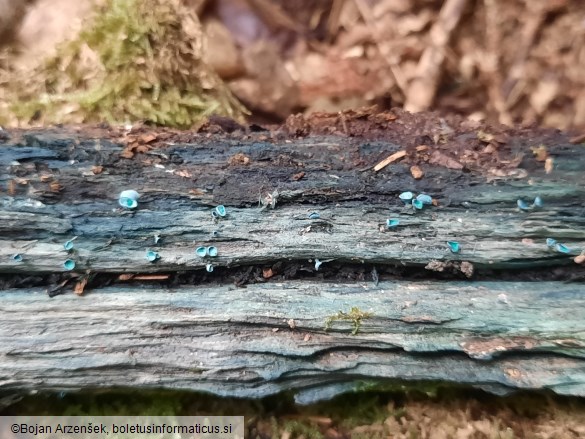 Chlorociboria aeruginascens