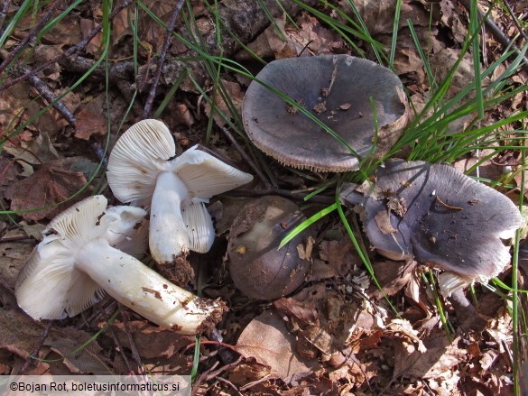 Russula parazurea