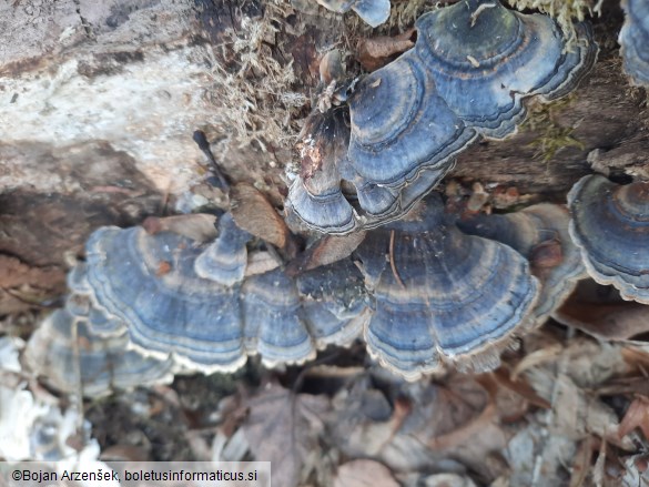 Trametes versicolor