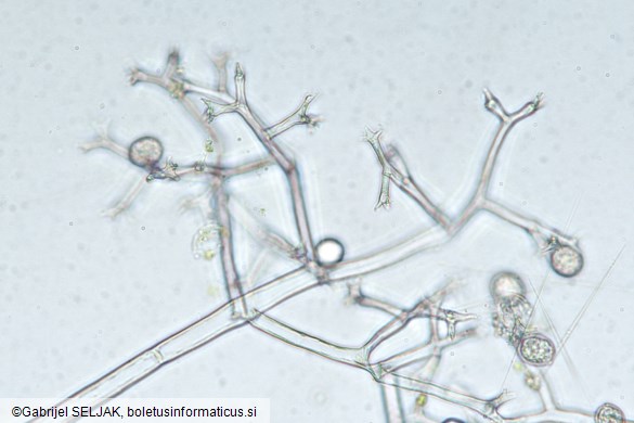 Plasmopara obducens