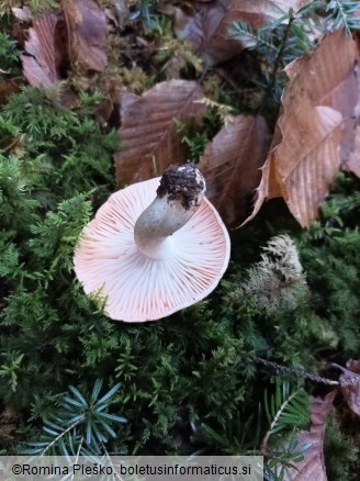 Hygrophorus pudorinus