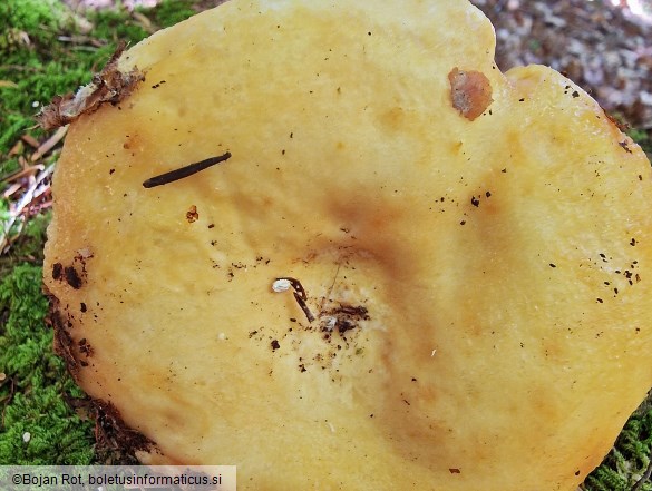 Lactarius intermedius