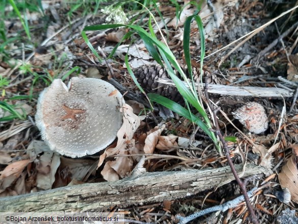 Amanita rubescens