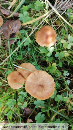 Laccaria laccata