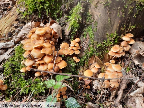 Hypholoma fasciculare var. pusillum