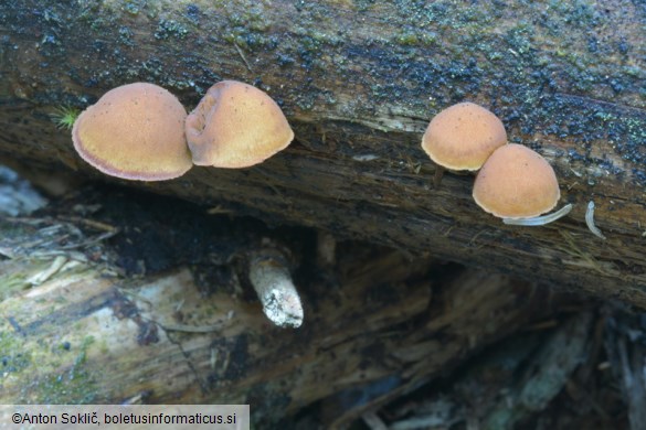 Gymnopilus josserandii