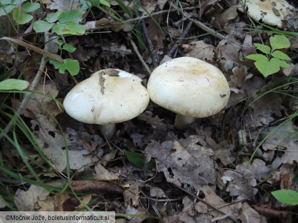 Tricholoma acerbum