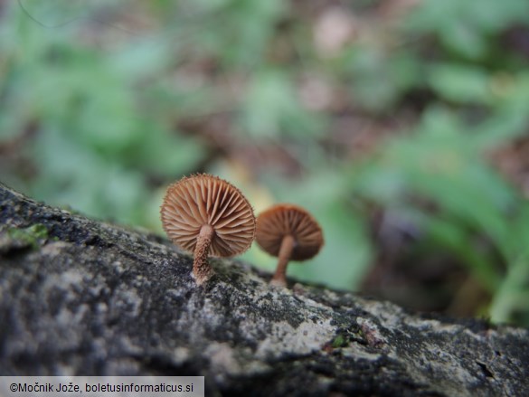 Phaeomarasmius erinaceus