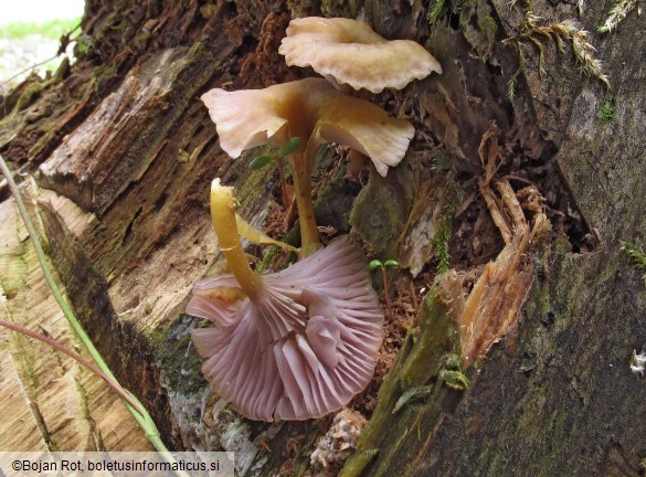 Omphalina cyanophylla