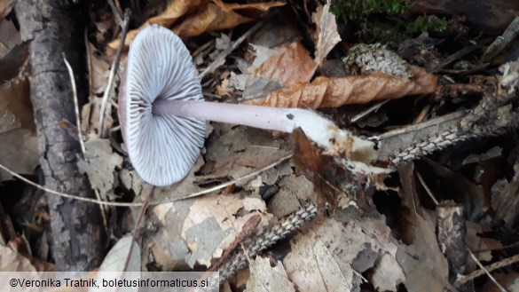 Mycena pura