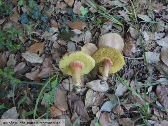 Hortiboletus engelii