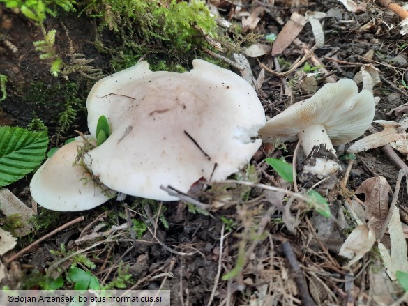 Calocybe gambosa