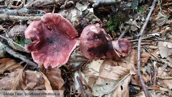 Hygrophorus capreolarius