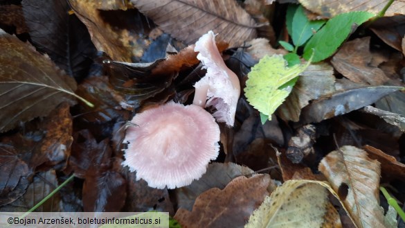 Mycena rosea