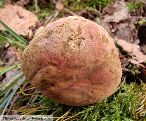 Hortiboletus bubalinus