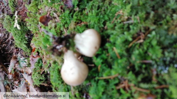 Lycoperdon pyriforme