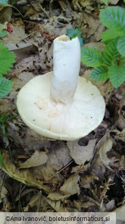 Russula aeruginea