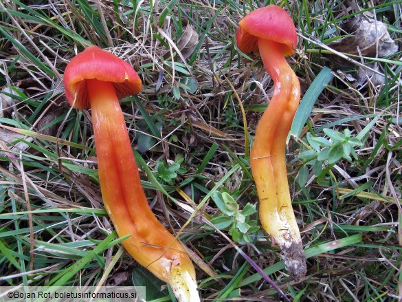 Hygrocybe splendidissima