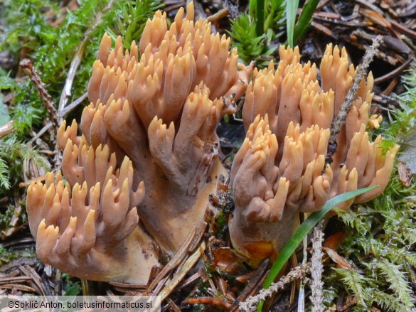 Ramaria testaceoflava