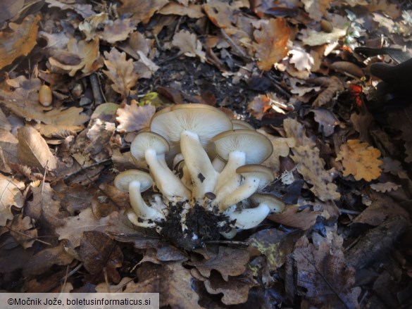 Lyophyllum loricatum