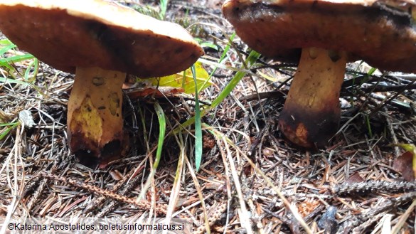 Boletus erythropus