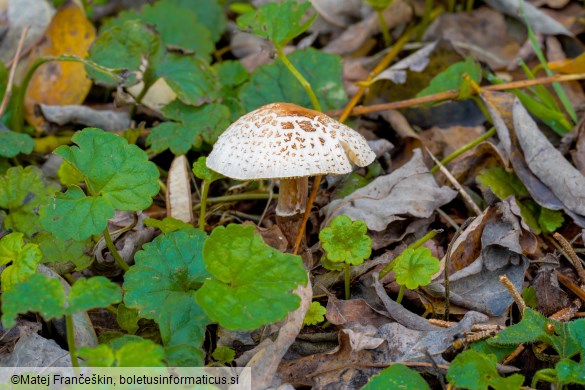 Lepiota lilacea