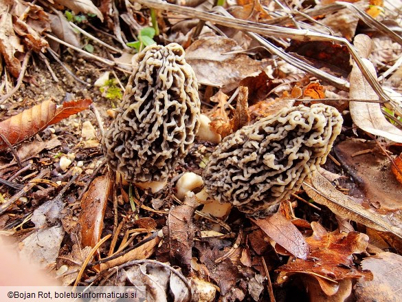 Morchella vulgaris