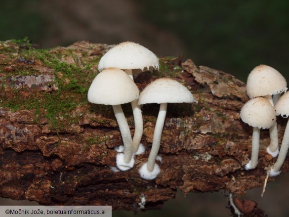 Psathyrella candolleana