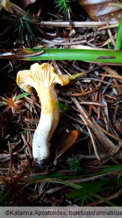 Cantharellus cibarius