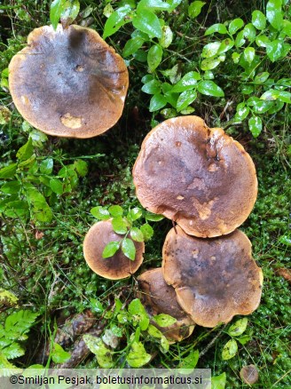Boletus erythropus